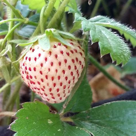 White Pineberry Strawberry Plant - Stark Bro's