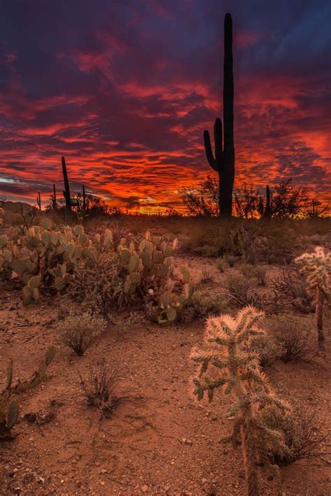 Tucson Arizona Photograph Saguaro National Park By Thomas Mcewen On