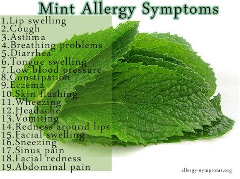 Mint Allergy Symptoms And Diagnosis Mint Is A Genus Of