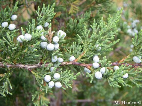 Juniperus Virginiana Buy Rare Conifers Online