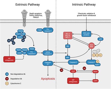 models of the gal induced apoptosis signaling pathway my xxx hot girl