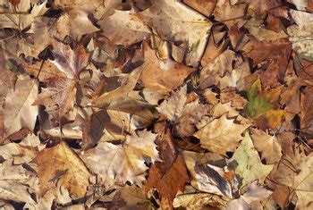 The majority prefer light shade all day, but quite a few tolerate morning sun if the soil is moist. Hosta Care After Browning of the Outside Edges of Leaves ...