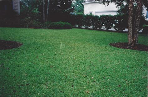 Welcome to turf master ​sod farm turf master sod farm currently grows over 900+ acres servicing wilmington and surrounding areas in north carolina. Grass Varieties ⋆ Superior Sod : Certified Sods, Long Leaf ...