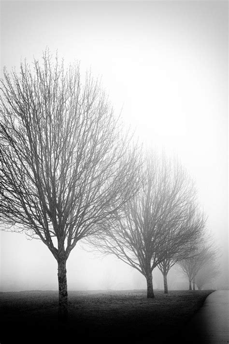 Black Ink On A Wet Sky Black And White Photograph Of Row Of Trees In