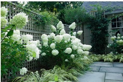 All White Shade Garden Limelight Hydrangea Zones 3 8 Golden Japanese