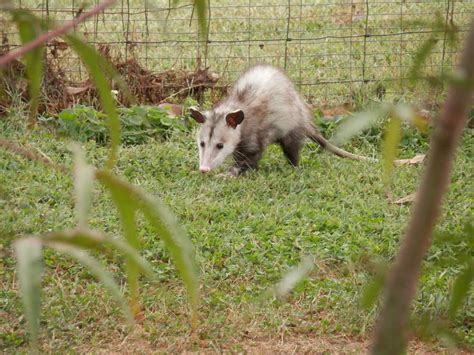 Do opossums dig in yards? Opossum Facts - Animal Facts Encyclopedia