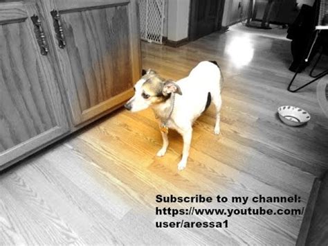 Here are some things to look for that may so please, if you have any concerns with your dog's health, talk with your vet. My Dog with Cancer Video - YouTube