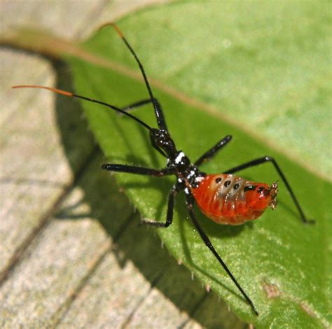 Orange Spider Like Bug Flickr Photo Sharing