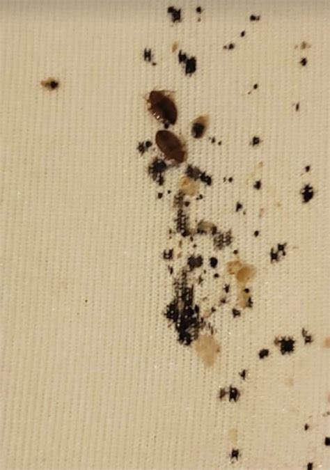 What Do Bed Bug Droppings Look Like A Guide With Photos