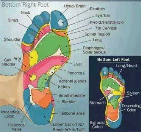 Guide To Healthy Feet Reflexology Foot Reflexology Reflexology Chart