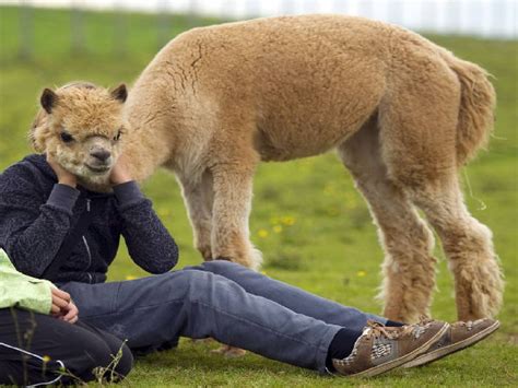 I migliori siti con cose divertenti da vedere. Foto strane e divertenti di animali