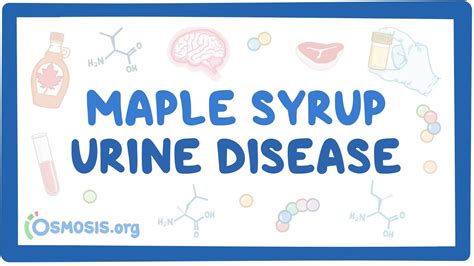 In maple syrup urine disease, there is a problem with the genes that give information on how the body breaks down protein. _.jpg