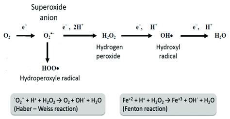 Reactive Oxygen Species O 2 − Superoxide Anion Oh Hydroxyl