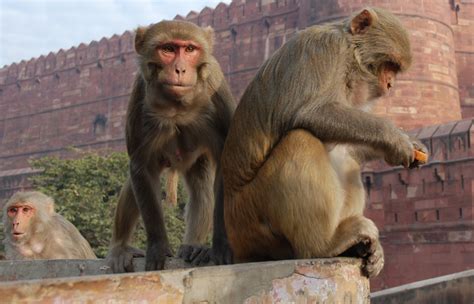 Indian Monkey Playfully Showers People With Stolen Money While Sitting On A Tree