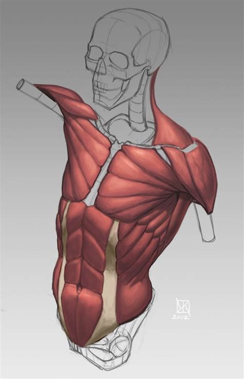 Torso Muscle Anatomy For Artists Male Anatomy Studies Pixelpirate