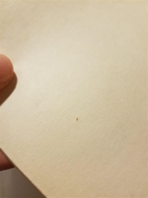 Bed Bug Nymph Or Book Louselice Had Bites Recently And Found This In