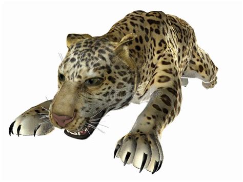 Leaping Jaguar Royalty Free Stock Photography Image 5759147