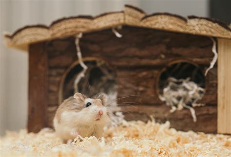 Types Of Russian Dwarf Hamster The Critter Whisperer
