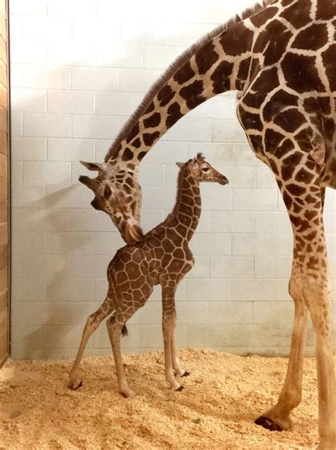 Meet Como Zoos New Baby Giraffe Soon Shell Be Double This Height