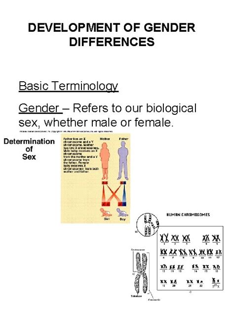 Development Of Gender Differences Basic Terminology Gender Refers