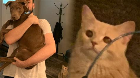 Cat Looking At Man Holding Dog Know Your Meme