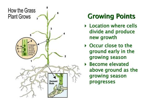 Ppt How Grass Grows Powerpoint Presentation Free Download Id2047552