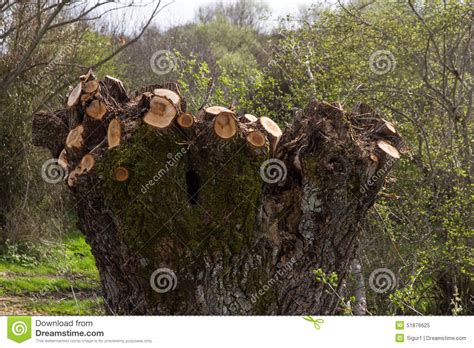 Gardening advice for your willow trees. Pruning newly Willow stock image. Image of trunk, green ...