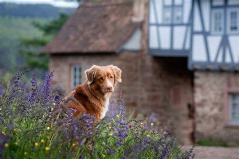 The Best Dog Friendly Attractions And Days Out Across The Uk Canine