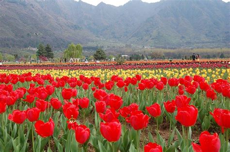 The Tulip Garden Of Srinagar Kashmir A Picture Story ~ Fragrances And
