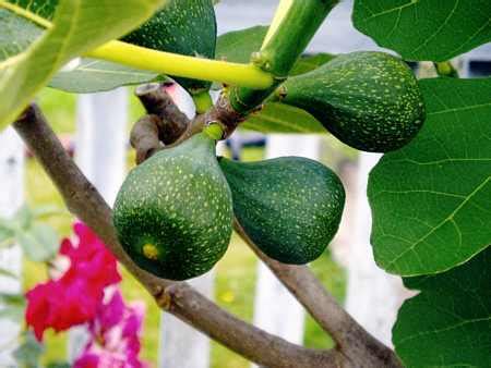 Check spelling or type a new query. Figs The double cropper from the tree of life easy to grow ...