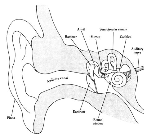 Image Result For Ear Structure Without Label Study Biology Biology