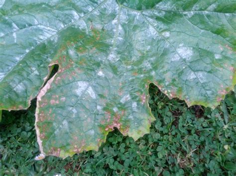 Hi, my zucchini and squash plants looked great until yesterday (7/20), when they suddenly developed these yellow spots. Diseased zucchini leaf with brown spots - anthracnose ...