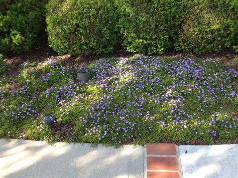 Ground cover plants are often chosen for aesthetic considerations, such as to introduce new colors or textures into a landscape. Our Favorite Ground Cover Plant: Mazus - Greenleaf Garden ...