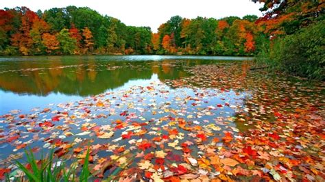 Fall Colors Wallpapers Top Free Fall Colors Backgrounds Wallpaperaccess