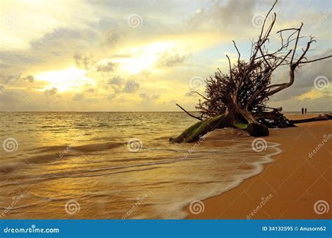 Sunset Dead Tree In The Sea Stock Image Image Of Cloud Silence 34132595