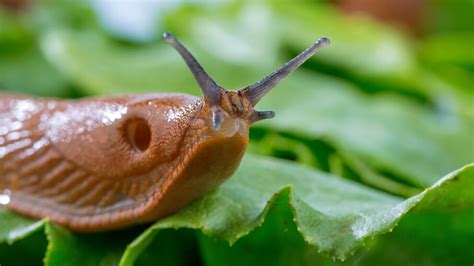 Surgical Adhesive Inspired By Slug Mucus Can Patch Bleeding Tissue Howstuffworks