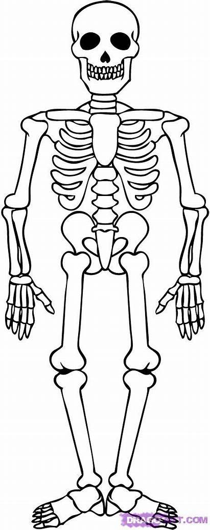 Skeleton Draw Drawing Easy Human Drawings Skeletons