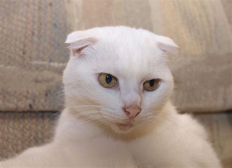 Maybe you would like to learn more about one of these? Scottish Fold Cat Pictures and Information - Cat-Breeds.com
