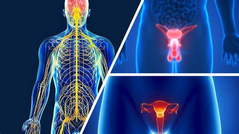 Sistema Nervioso Y Sistema Reproductivo Actividad Integradora Mind