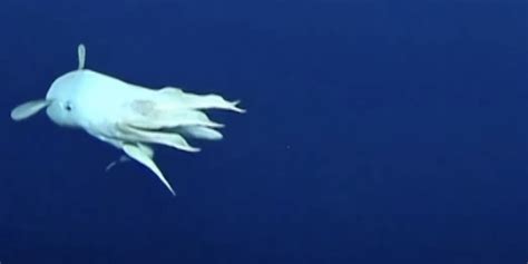 Watch Rare Dumbo Octopus Spotted During Deep Dive Nowthis