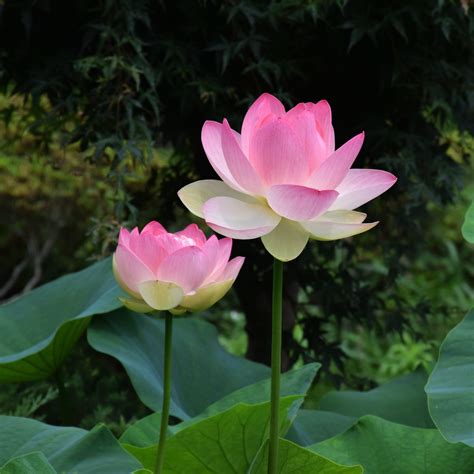 The Lotus Flower is Everything, Everywhere, All At Once (in Thailand