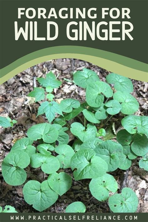 Foraging Wild Ginger Wild Ginger Plant Medicinal Plants Shade
