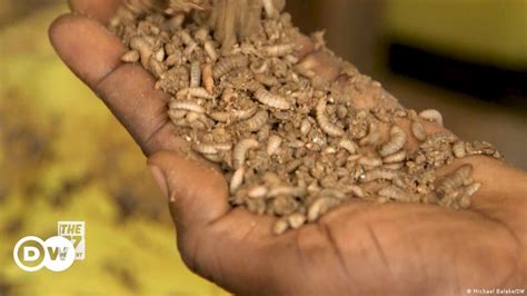 Maggot Farming In Uganda Dw
