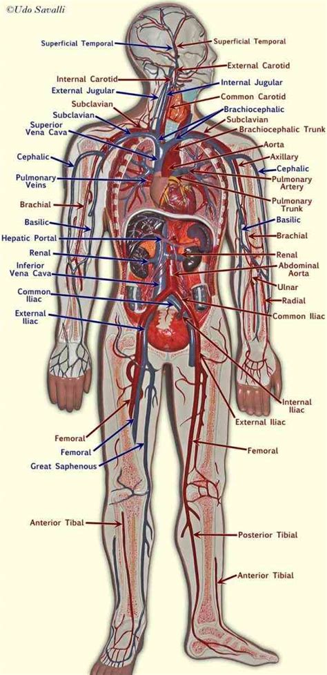 Arteries carry blood away from the heart. Major Blood Vessels In The Heart | MedicineBTG.com