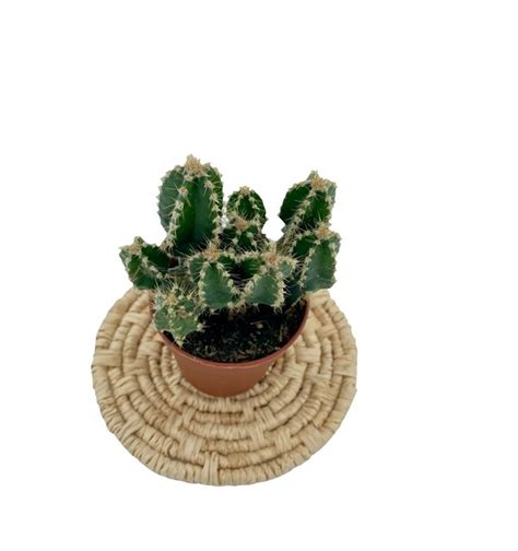 Super angebote für cereus repandus hier im preisvergleich. Cereus Peruvianus Florida Kaktüs | Kaktüsler | NADİR KAKTÜS