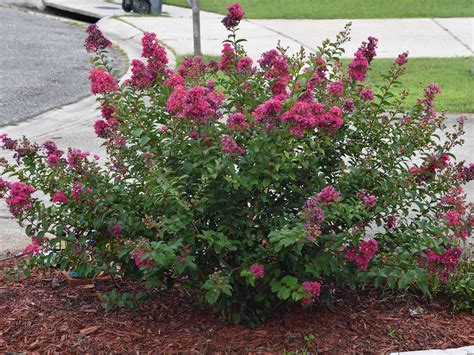 'acoma' crape myrtles are ideal for. Crape myrtle is garden must-have in the South ...
