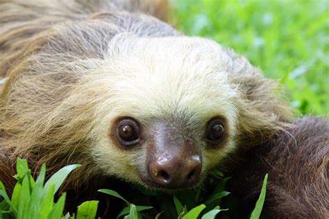 Sloth Sanctuary Of Costa Rica Holiday Accommodation From Au 120night
