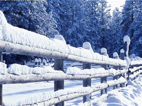 Snowy Stockade Forest Fencing Snow Winter Hd Wallpaper Peakpx
