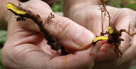 Yellow Root Plant Identification Simple Guide That Worked