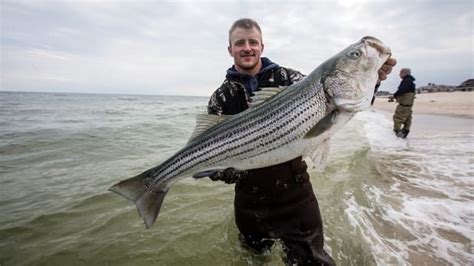 Biggest Striped Bass In The World